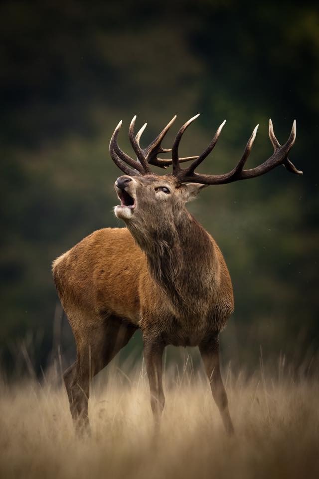 Irish deer outlet